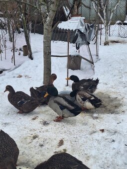 Ruanský káčeria - 2