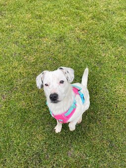 Darujem šteniatko - 2