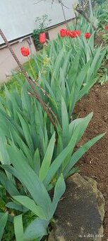 Kosatce žlté, fialové, Iris - 2