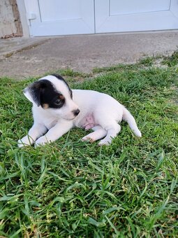 Šteniatka Jack Russel teriér - 2