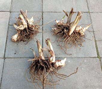 Kana indická - hľuzy - 2