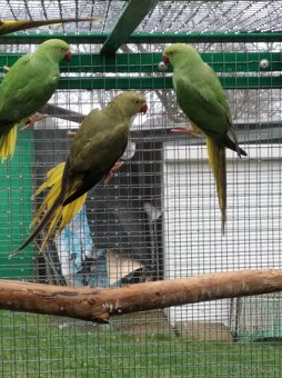 Alexander maly hch - 2