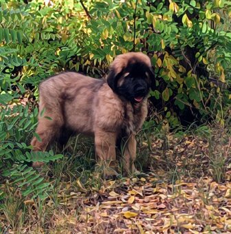 Leonberger s PP - 2