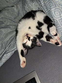 Darujem mačiatko - kocúrik - 2