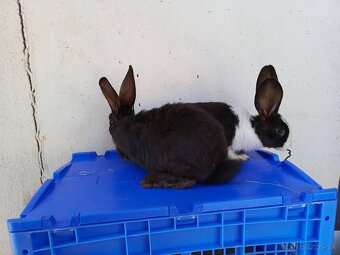 Šarišský Obrovitý x Belgický obor - 2