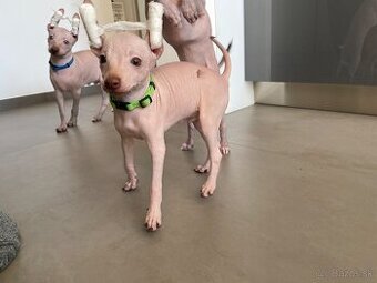 Peruánsky naháč malý - POSLEDNÝ VOĽNÝ PSÍK - 2