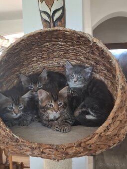 Mainská Mývalia mačka / Maine Coon - 2
