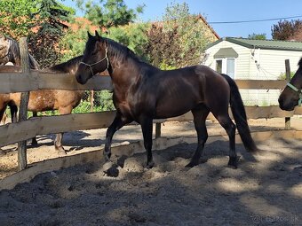 Pripustanie AQHA, APHA, APPA, aj ine - 2