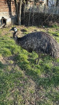 Emu 13 Mesiac - 2