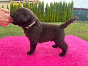 Cokoladovy labrador FCI s PP - 2