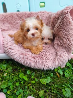 Barevný jorkšírský teriér s PP - yorkshire - 2