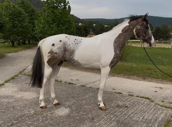 Mladý valach atraktívnej farby - 2