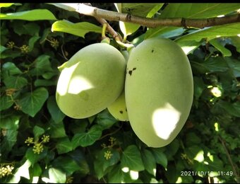 Paw-Paw, banán Severu, Indiánsky Banán, Asimina Triloba - 2