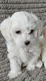 Mini Maltezák - 2