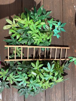 Terarium - 2