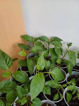 Planty paradajky a papriky - 2