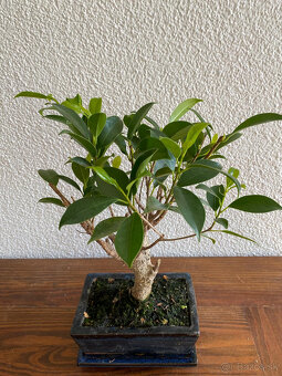 Fikus Ficus Retusa bonsaj2 - 2