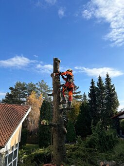 Výrub a ozer rizikových stromov - 2