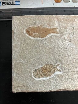 Fosília, skamenelina, rybka - inzerát č.11 Libanon - 2