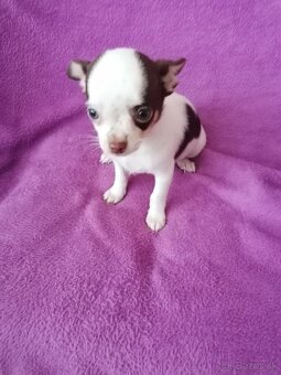 Čivava krátkosrstá - 2