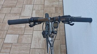 Kellys Salamander - 2