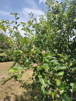 Predaj krásnej rovinatej záhrady s ovocnými stromami. - 2