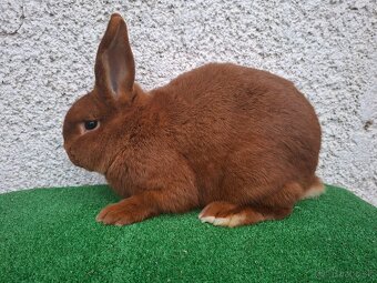 Novozélandský červený - 2