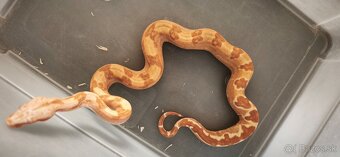 Velhad kralovsky sunglow - 2