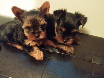 Yorkshire terrier, yorkshirsky terier, york - 2
