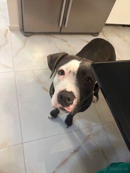 Darujem stafordku - 2