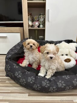 Maltipoo pudel - 2