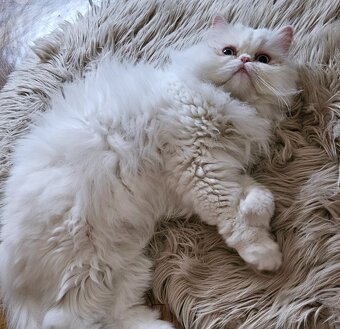 Darujem perského kocurika - 2