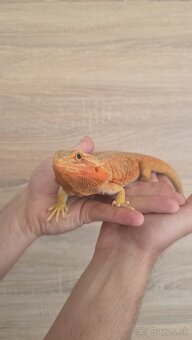 Agama bradatá (Pogona vitticeps) - 2