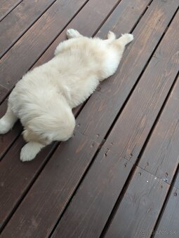 Golden retriever - 2