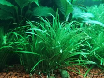 Rastlinky: blyxa, microsorium, Limnophila - 2