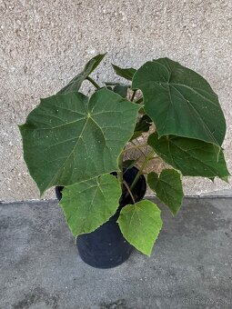 Paulownia - 2