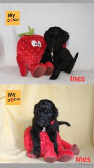 Labradoodle F1B - 2