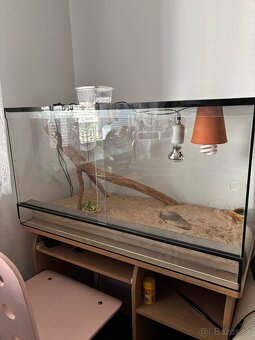 Terarium - 2