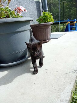 Darujem mačiatka - 2