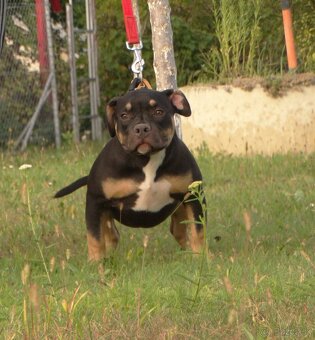 American bully - 2