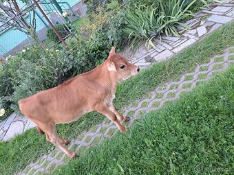 Tela jalovicka jersey - 2