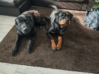 cistokrvna rotvajlerka s PP - 2