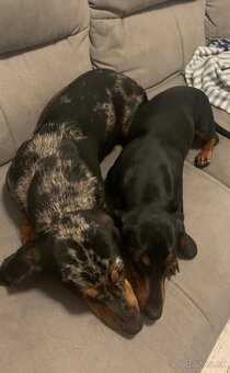 Darujem dvoch 1,5 ročných čistokrvných jazvečíkov len spolu - 2