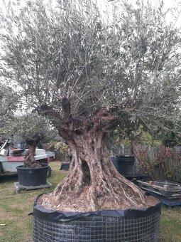 Olivovník bonsai - 2