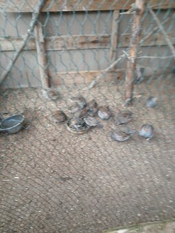 Predaj jarabice poľnej. - 2