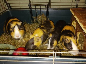 Morské prasiatko,  Morča - 2