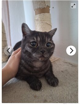 Lili- britská mačička - 2