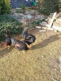 Kohút Barneveld - 2