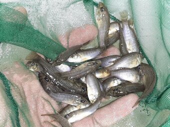 Thoracochromis brauschi - 2