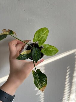 Syngonium Aurea - 2